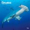BrownTrout; Sharks | 2027 12 x 24 Inch (Hanging) Monthly Square Wall Calendar | Plastic-Free; Category:Wall Calendars; Image:2